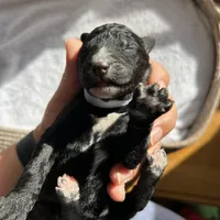 White, a female Bernedoodle for sale in Utopia, TX – Photo 4 of 4