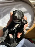 White, a female Bernedoodle for sale in Utopia, TX – Photo 2 of 2