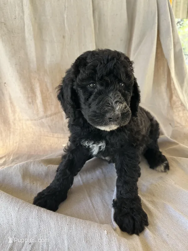 White – Bernedoodle puppy for sale in Utopia, TX