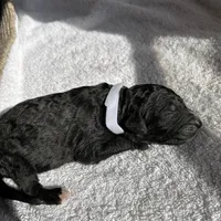 White, a female Bernedoodle for sale in Utopia, TX – Photo 3 of 4