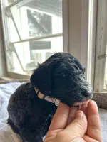 White, a female Bernedoodle for sale in Utopia, TX – Photo 2 of 4