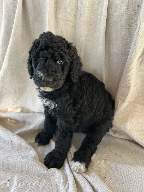 Green – Bernedoodle puppy for sale in Utopia, TX