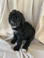 Green, a male Bernedoodle for sale in Utopia, TX – Photo 1 of 4