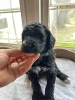Green, a male Bernedoodle for sale in Utopia, TX – Photo 2 of 4