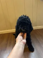 Green, a male Bernedoodle and Poodle - Standard  for sale in Utopia, TX – 1 of 5