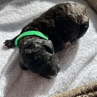 Green, a male Bernedoodle for sale in Utopia, TX – Photo 3 of 4