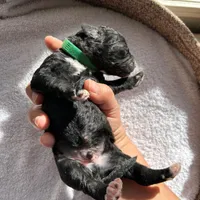 Green, a male Bernedoodle for sale in Utopia, TX – Photo 4 of 4