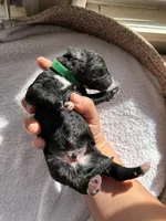 Green, a male Bernedoodle for sale in Utopia, TX – Photo 2 of 2