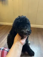 Yellow, a female Bernedoodle and Poodle - Standard  for sale in Utopia, TX – 1 of 5