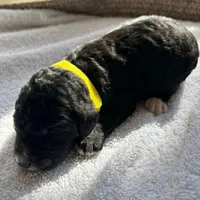 Yellow, a female Bernedoodle for sale in Utopia, TX – Photo 3 of 4