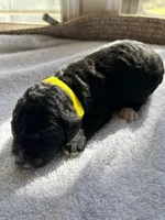 Yellow, a female Bernedoodle for sale in Utopia, TX – Photo 1 of 2