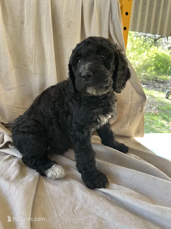 Yellow – Bernedoodle puppy for sale in Utopia, TX
