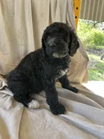 Yellow, a female Bernedoodle for sale in Utopia, TX – Photo 1 of 4