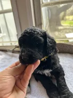 Yellow, a female Bernedoodle for sale in Utopia, TX – Photo 2 of 4