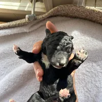 Yellow, a female Bernedoodle for sale in Utopia, TX – Photo 4 of 4