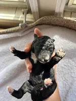 Yellow, a female Bernedoodle for sale in Utopia, TX – Photo 2 of 2