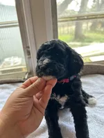 Pink, a female Bernedoodle for sale in Utopia, TX – Photo 2 of 4