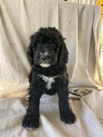 Pink, a female Bernedoodle for sale in Utopia, TX – Photo 1 of 4