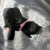 Pink, a female Bernedoodle for sale in Utopia, TX – Photo 3 of 4