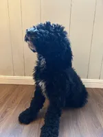 Pink, a female Bernedoodle and Poodle - Standard  for sale in Utopia, TX – 1 of 5