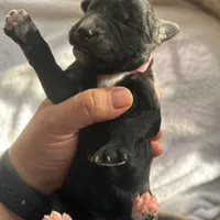 Pink, a female Bernedoodle for sale in Utopia, TX – Photo 4 of 4