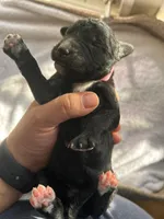 Pink, a female Bernedoodle for sale in Utopia, TX – Photo 2 of 2