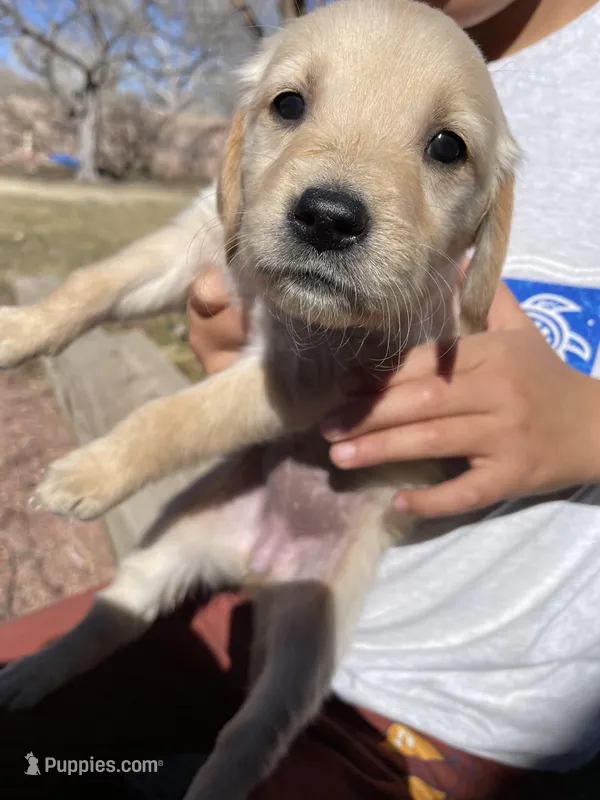 Blue  – Golden Retriever puppy for sale in Albuquerque, NM