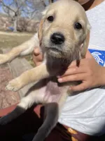Blue , a female Golden Retriever for sale in Albuquerque, NM – Photo 1 of 2