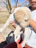 Blue , a female Golden Retriever for sale in Albuquerque, NM – Photo 2 of 2