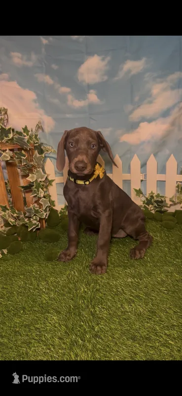 Honey 🍯 AKC – Doberman Pinscher puppy for sale in Richmond, VA