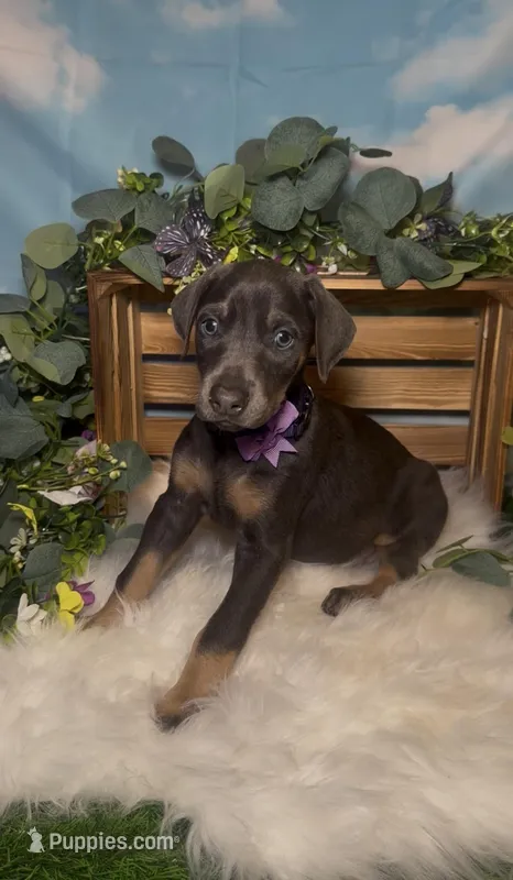Butterfly 🦋 AKC – Doberman Pinscher puppy on hold in Richmond, VA