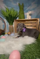 Butterfly 🦋 AKC, a female Doberman Pinscher for sale in Richmond, VA – Photo 1 of 10