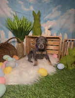 Butterfly 🦋 AKC, a female Doberman Pinscher for sale in Richmond, VA – Photo 2 of 10