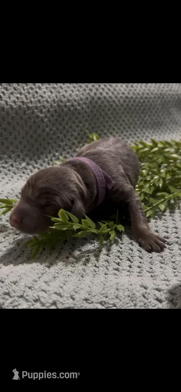 Butterfly 🦋  – Doberman Pinscher puppy for sale in Richmond, VA