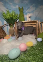 Butterfly 🦋 AKC, a female Doberman Pinscher for sale in Richmond, VA – Photo 3 of 10