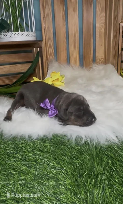 Butterfly 🦋  – Doberman Pinscher puppy for sale in Richmond, VA