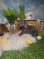 Butterfly 🦋 AKC, a female Doberman Pinscher for sale in Richmond, VA – Photo 4 of 10