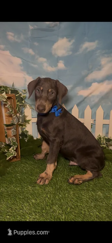 Sprout 🌱 AKC – Doberman Pinscher puppy for sale in Richmond, VA