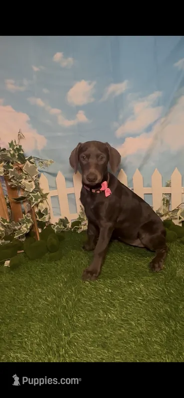 Bloom 🌸 AKC – Doberman Pinscher puppy for sale in Richmond, VA