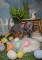 Bloom 🌸 AKC, a female Doberman Pinscher for sale in Richmond, VA – Photo 1 of 10