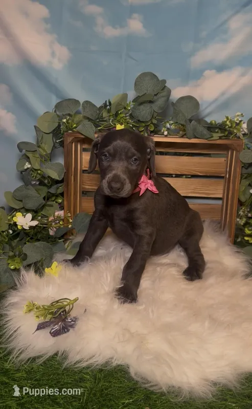 Bloom 🌸 AKC – Doberman Pinscher puppy for sale in Richmond, VA
