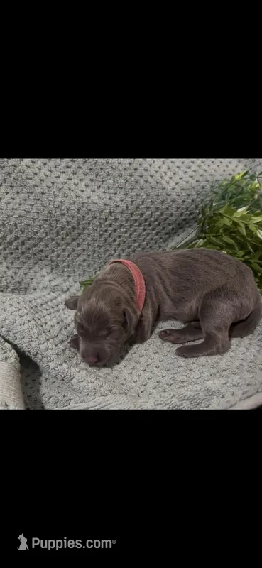 Bloom 🌸 – Doberman Pinscher puppy for sale in Richmond, VA