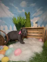 Bloom 🌸 AKC, a female Doberman Pinscher for sale in Richmond, VA – Photo 3 of 10