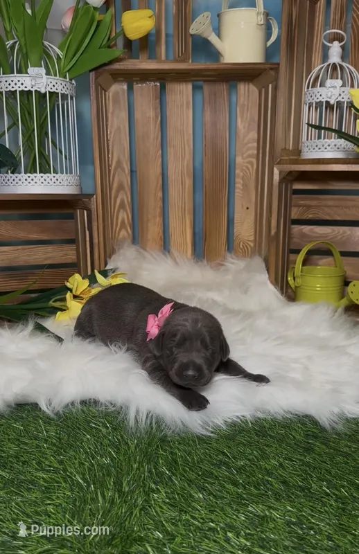 Bloom 🌸 – Doberman Pinscher puppy for sale in Richmond, VA