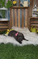 Bloom 🌸 AKC, a female Doberman Pinscher for sale in Richmond, VA – Photo 6 of 10