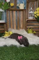 Bloom 🌸 AKC, a female Doberman Pinscher for sale in Richmond, VA – Photo 8 of 10