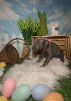 Bloom 🌸 AKC, a female Doberman Pinscher for sale in Richmond, VA – Photo 5 of 10