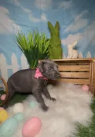 Bloom 🌸 AKC, a female Doberman Pinscher for sale in Richmond, VA – Photo 2 of 10