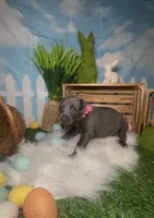 Bloom 🌸 AKC, a female Doberman Pinscher for sale in Richmond, VA – Photo 4 of 10