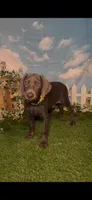 Honey 🍯 AKC, a female Doberman Pinscher for sale in Richmond, VA – 9 of 10